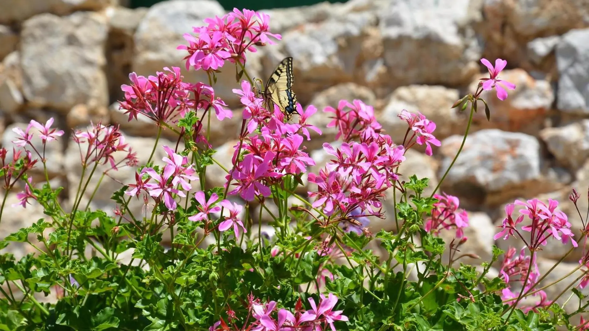 Grosses Ferienhaus Mit Eigenem Pool Und Terrasse Crikvenica 0*,